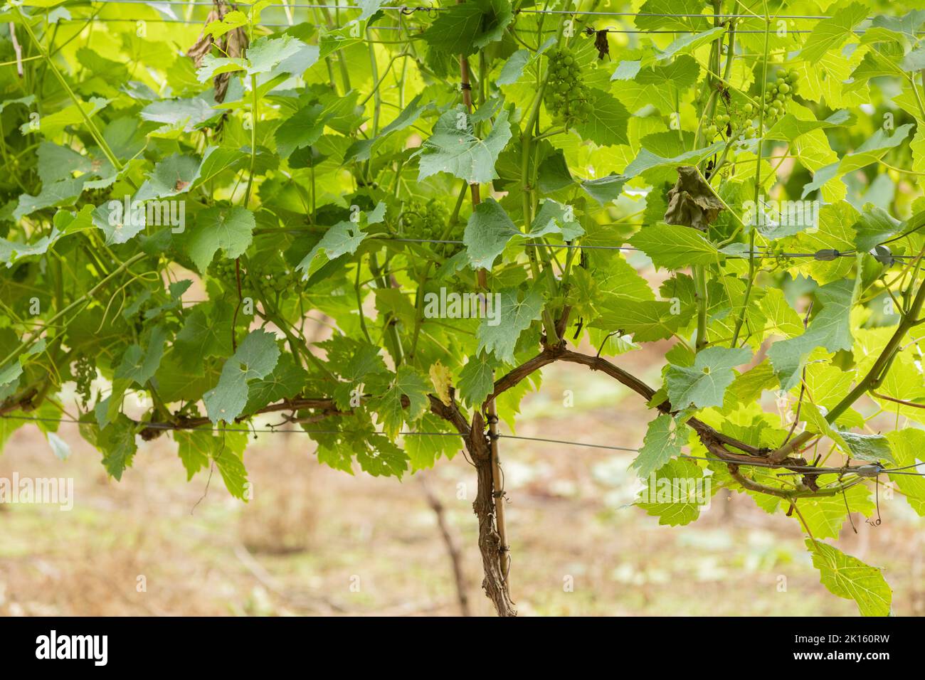 primo piano della vite verde Foto Stock