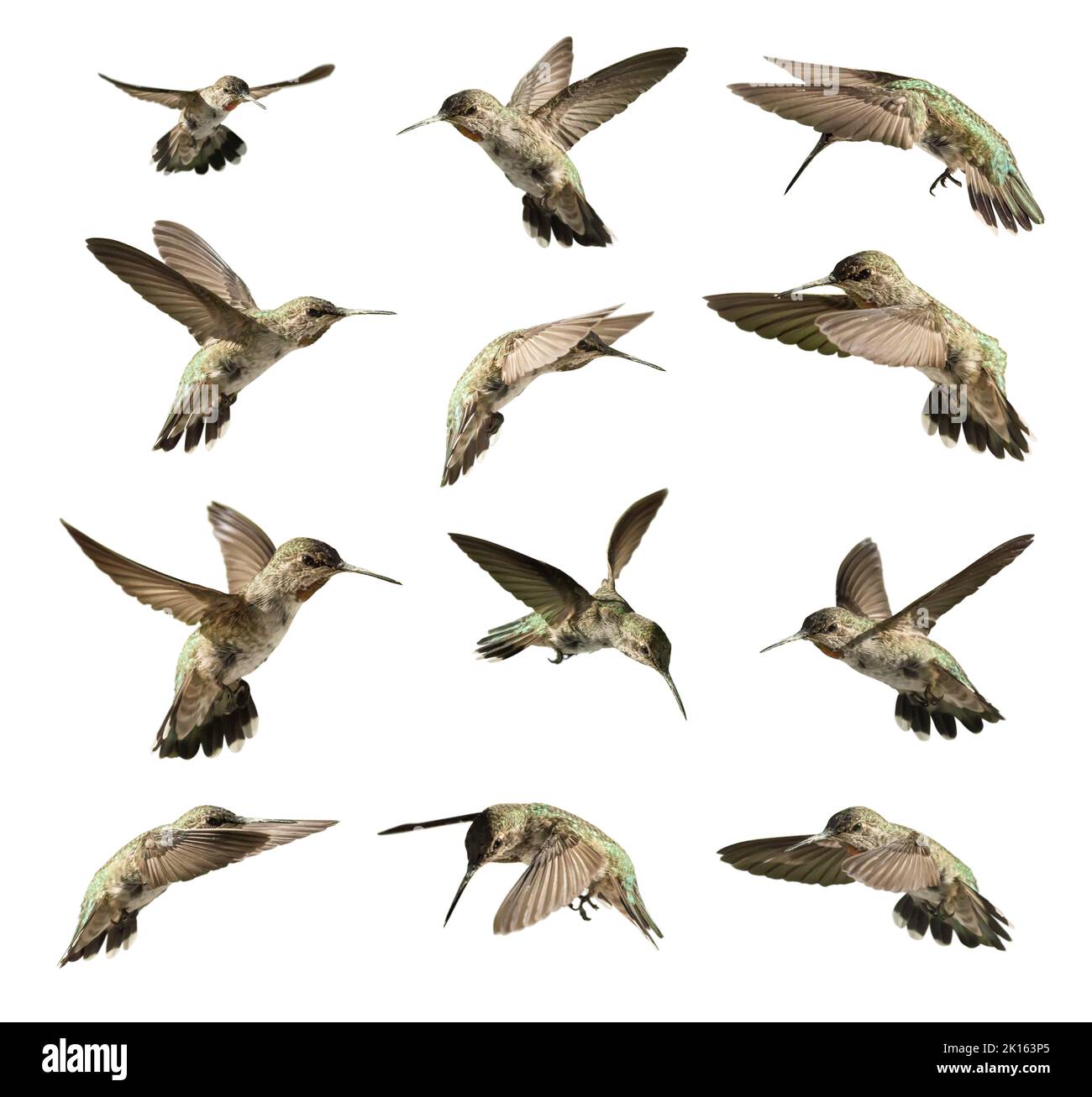 Set di dodici Hummingbird in volo isolato su bianco. Foto Stock
