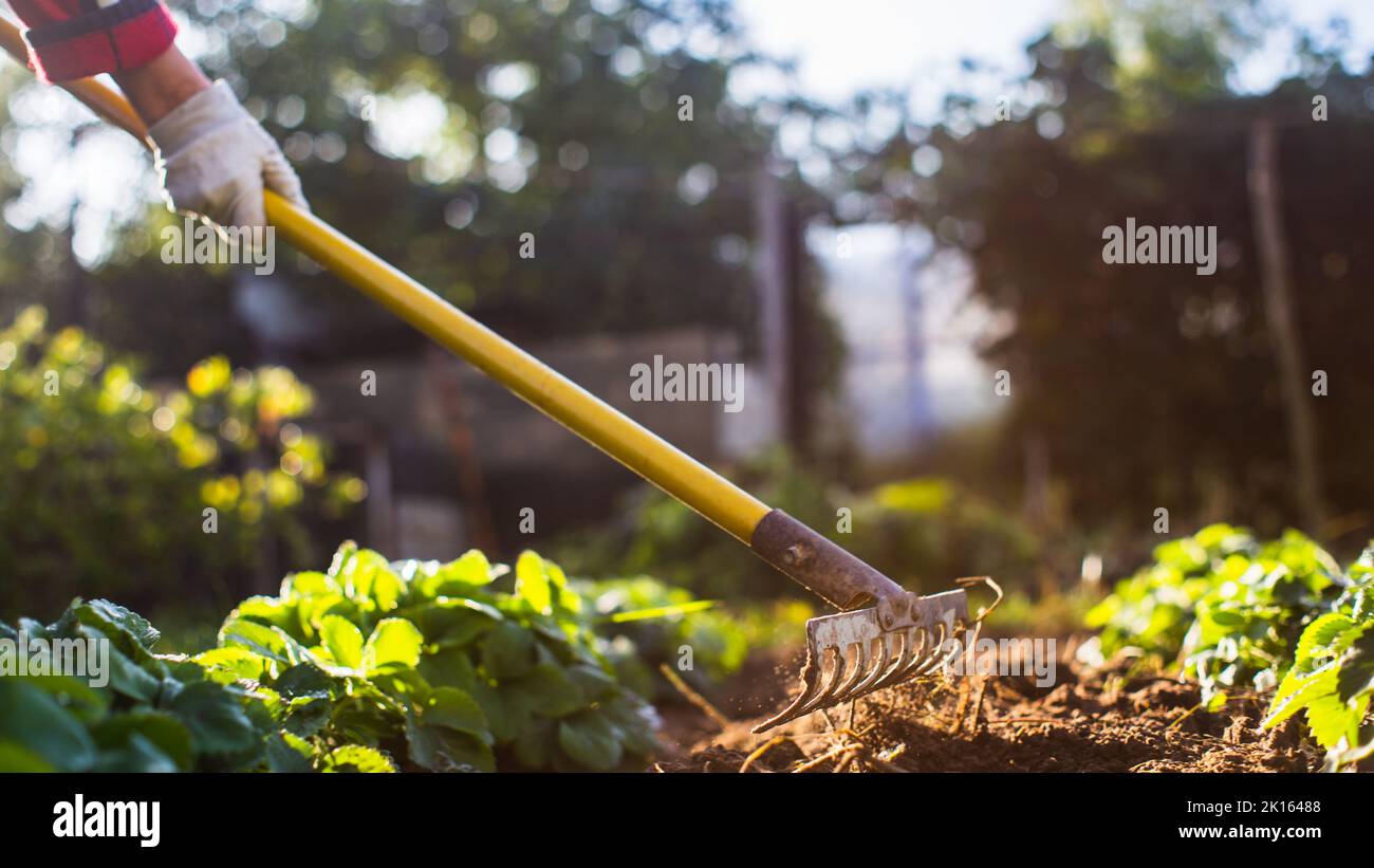 Coltivatore che coltiva terra nel giardino con attrezzi manuali. Allentamento del suolo. Concetto di giardinaggio. Lavoro agricolo sulla piantagione Foto Stock