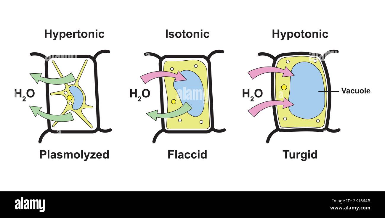 Differenze moroligiche tra la cellula turgida e la cellula plasmolizzata. Effetto osmosi sulle cellule vegetali. Simboli colorati. Illustrazione vettoriale. Illustrazione Vettoriale