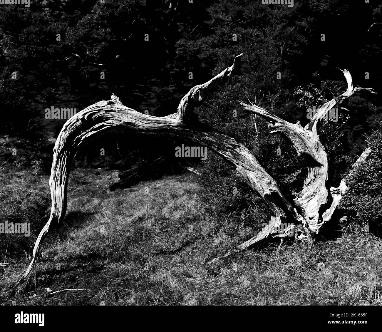 Immagine monocromatica di un albero morto arcuato su una traccia. Takaka Hill Walkway, regione di Tasman, isola meridionale, Aotearoa / Nuova Zelanda. Foto Stock