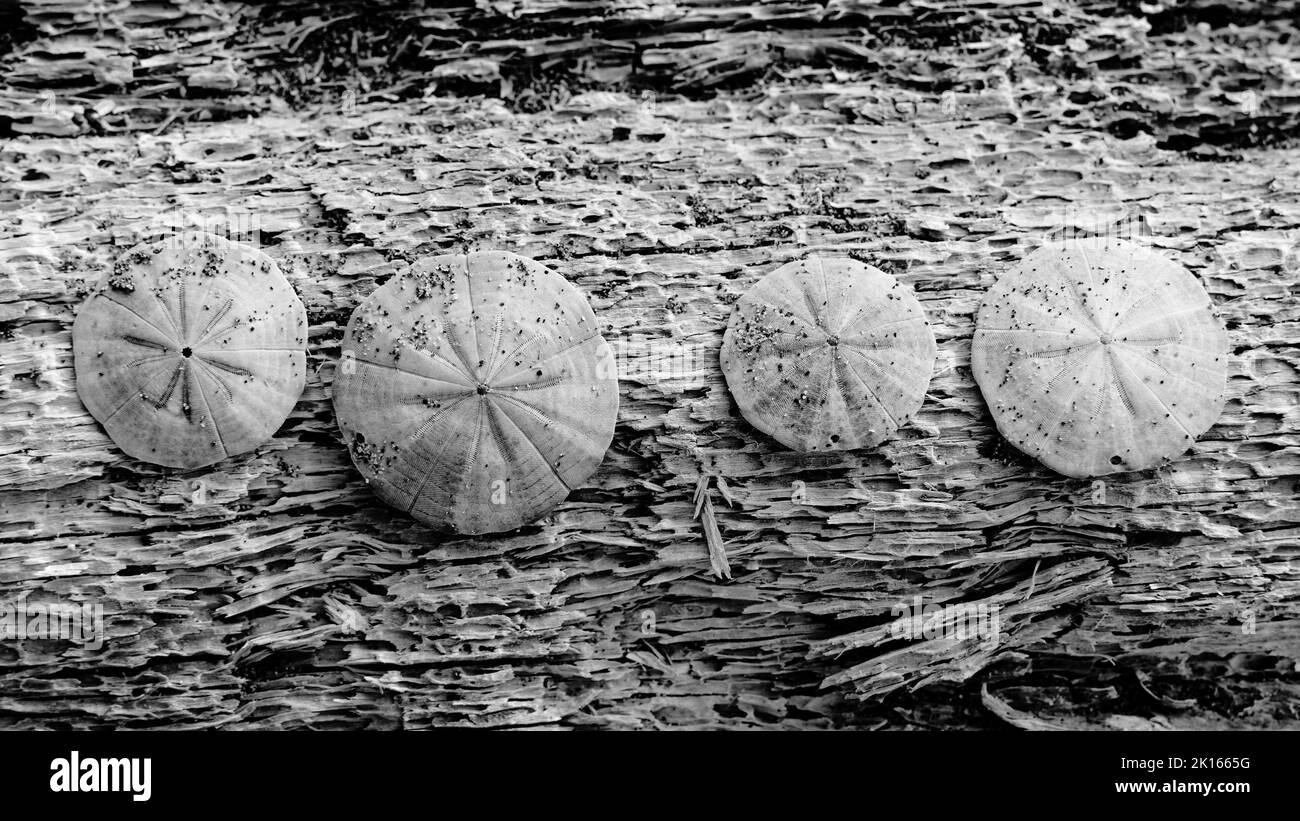 Ricci di mare dollaro di sabbia disposti su un pezzo di driftwood. Un'immagine monocromatica. Motueka Sandspit, regione Tasman, isola meridionale, Aotearoa / Nuova Zelanda. Foto Stock