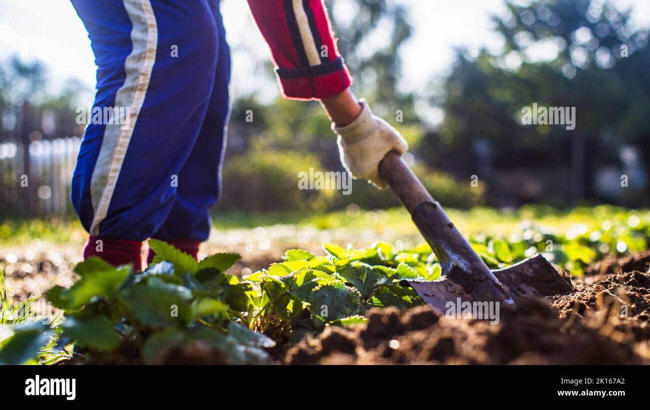 Il contadino scava il terreno nell'orto. Preparando il suolo per piantare vegetali. Concetto di giardinaggio. Lavoro agricolo sulla piantagione Foto Stock