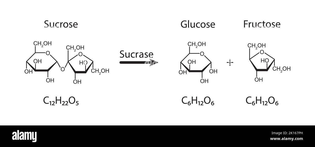 Effetto dell'enzima sucrasi sulla molecola di zucchero di saccarosio. Idrolisi del saccarosio. Illustrazione vettoriale. Illustrazione Vettoriale