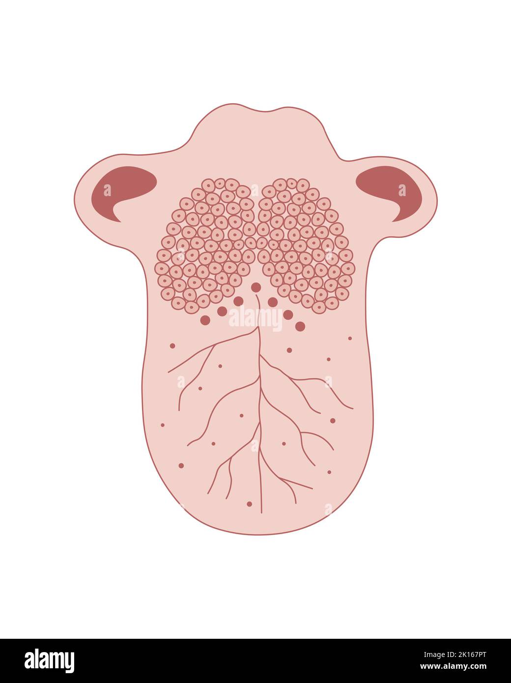 Progettazione scientifica della struttura della lingua umana. Simboli colorati. Illustrazione vettoriale. Illustrazione Vettoriale