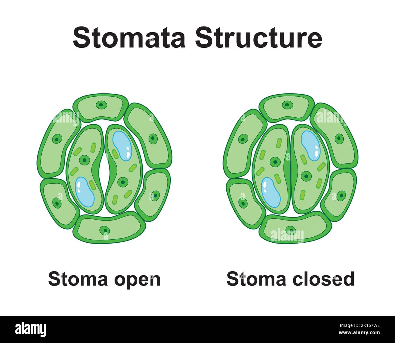 Progettazione scientifica di strutture stomatate. Simboli colorati. Illustrazione vettoriale. Illustrazione Vettoriale