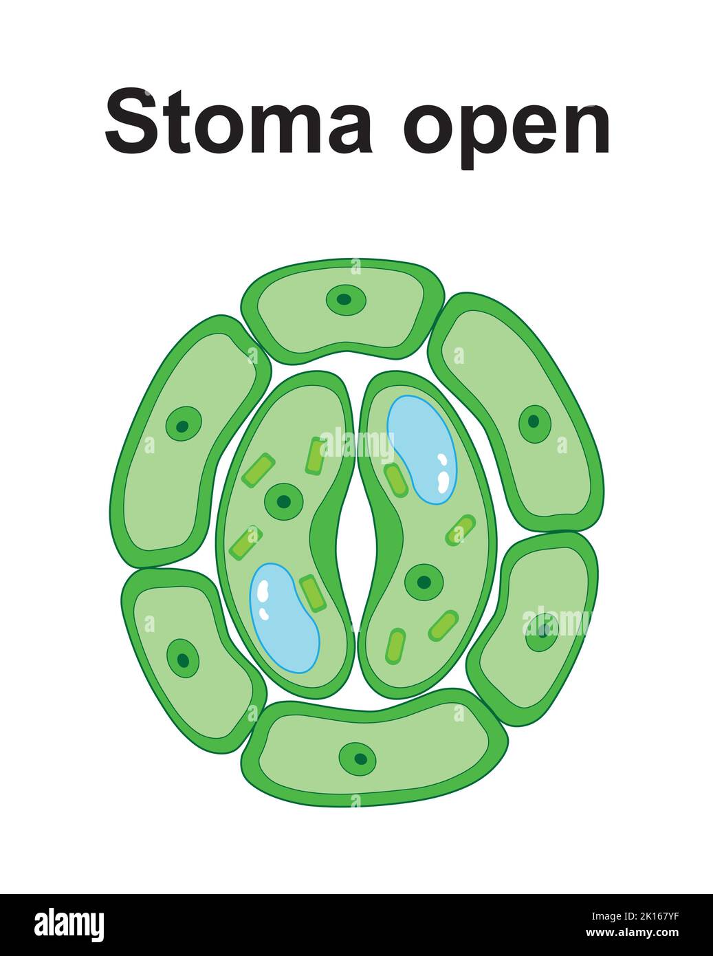 Progettazione scientifica di stoma Open. Simboli colorati. Illustrazione vettoriale. Illustrazione Vettoriale