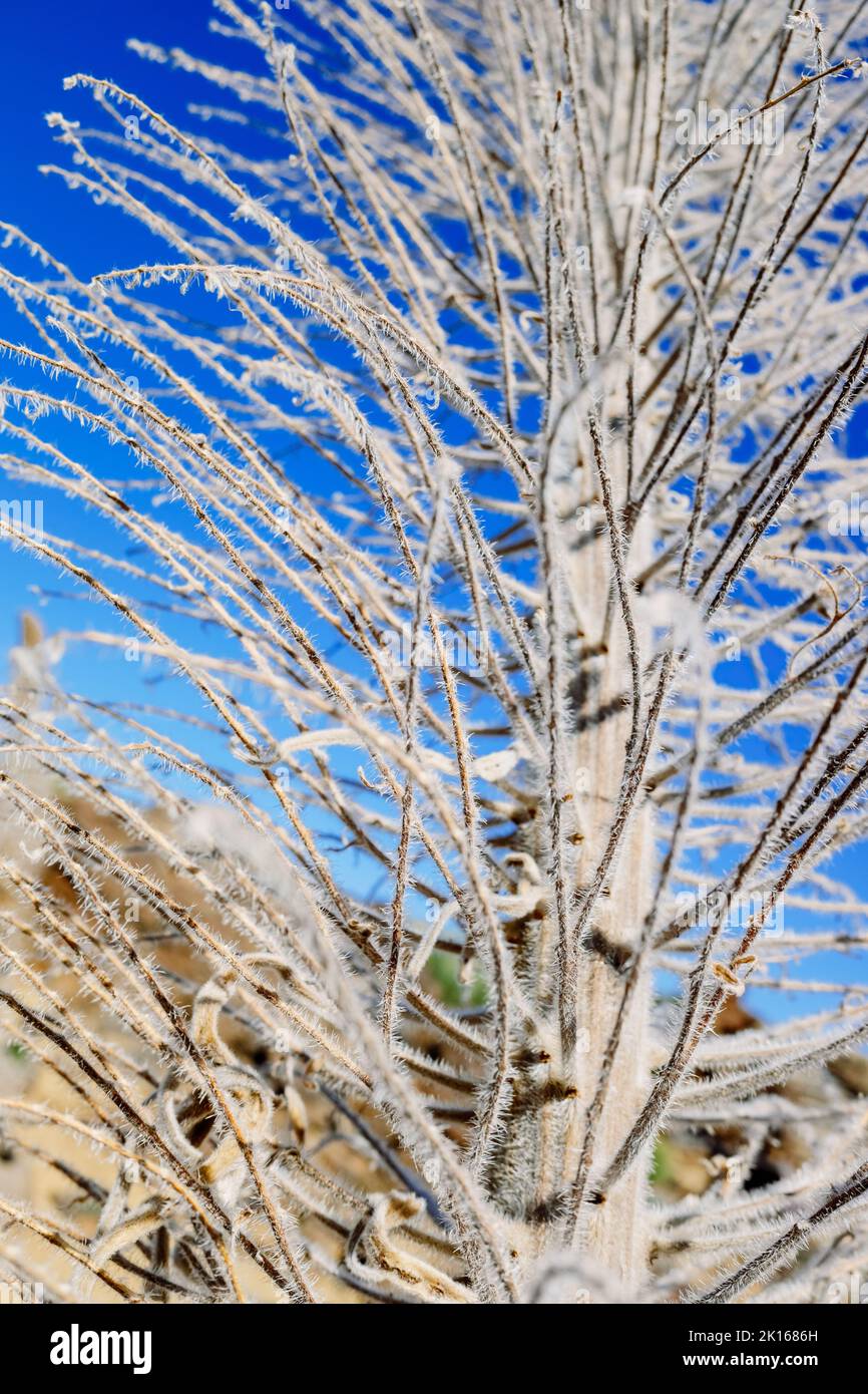 Dettagli della pianta Tajinaste rossa, Echium wildwildpretii, nei pressi di Teide. Foto Stock