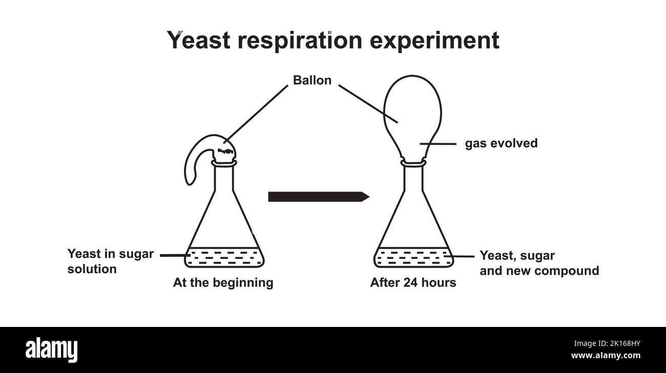 Esperimento del respiro con lievito. Illustrazione vettoriale. Illustrazione Vettoriale