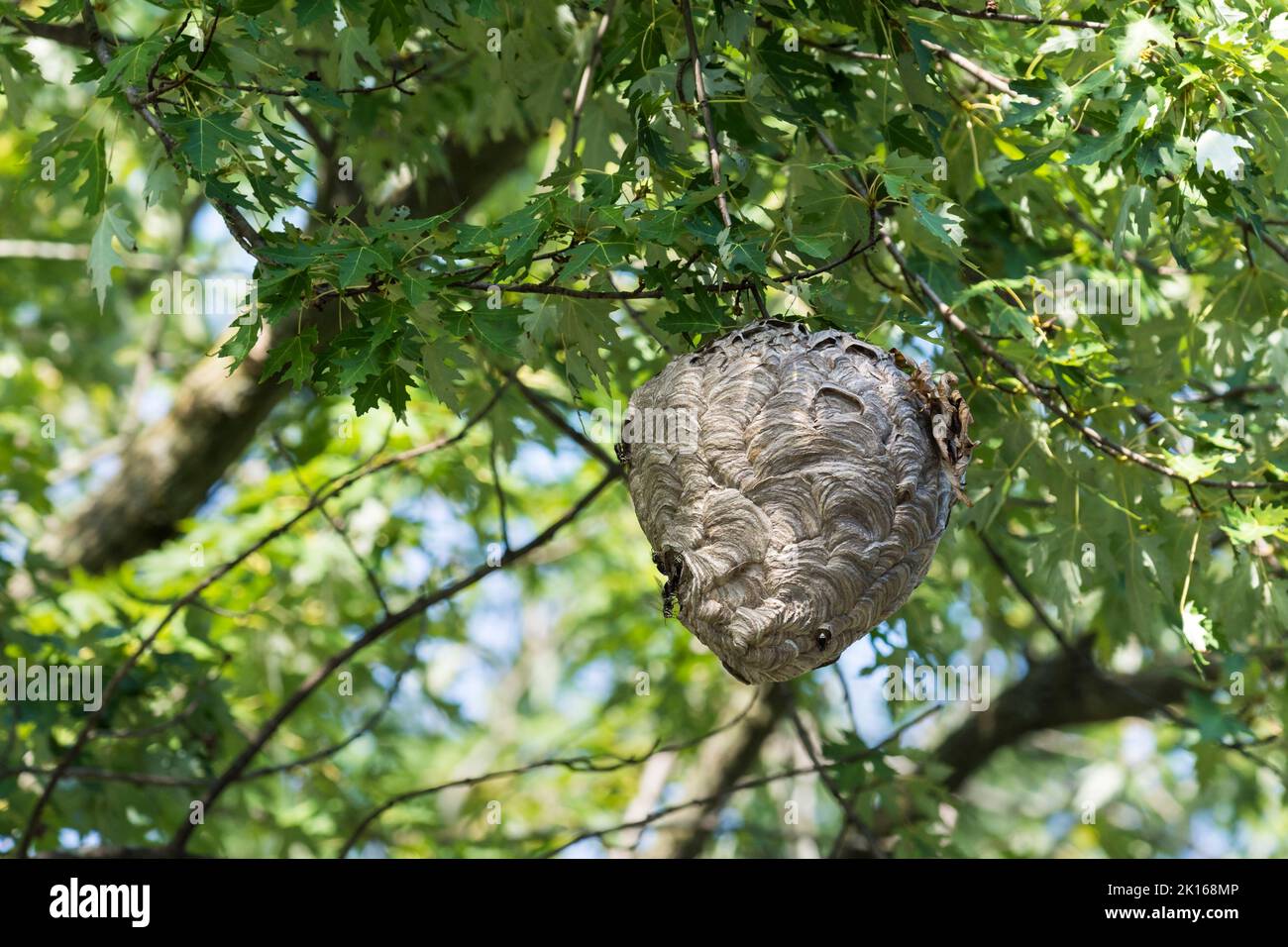 I calabroni (Dolichovespula maculata) nidificano in un albero Foto Stock