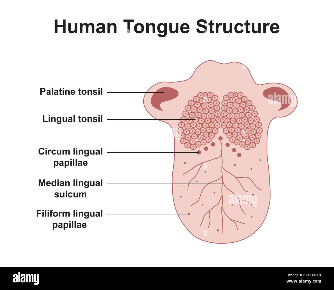 Progettazione scientifica della struttura della lingua umana. Simboli colorati. Illustrazione vettoriale. Illustrazione Vettoriale