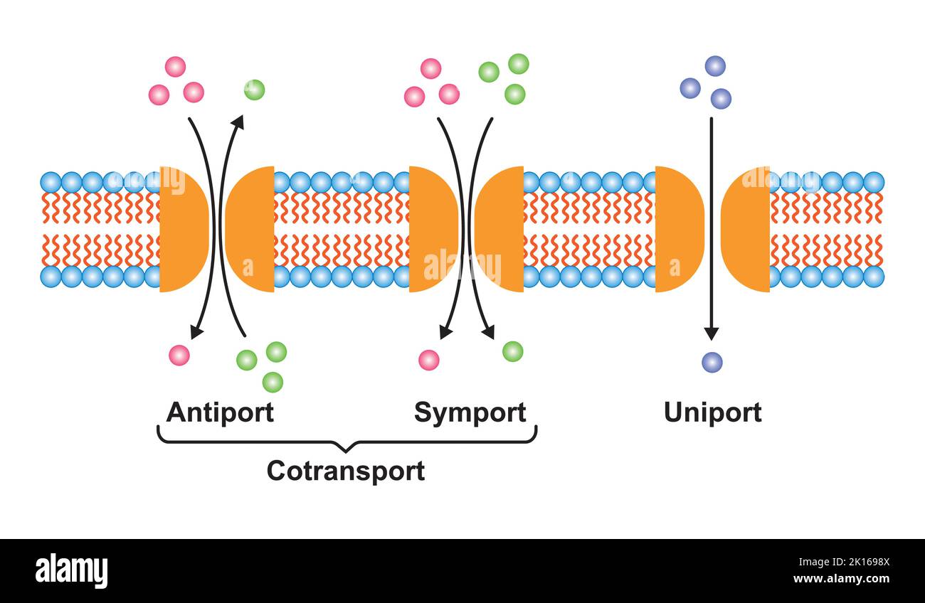 Progettazione scientifica di sistemi di trasporto a membrana. (Uniport, Symport e Antiport). Simboli colorati. Illustrazione vettoriale. Illustrazione Vettoriale