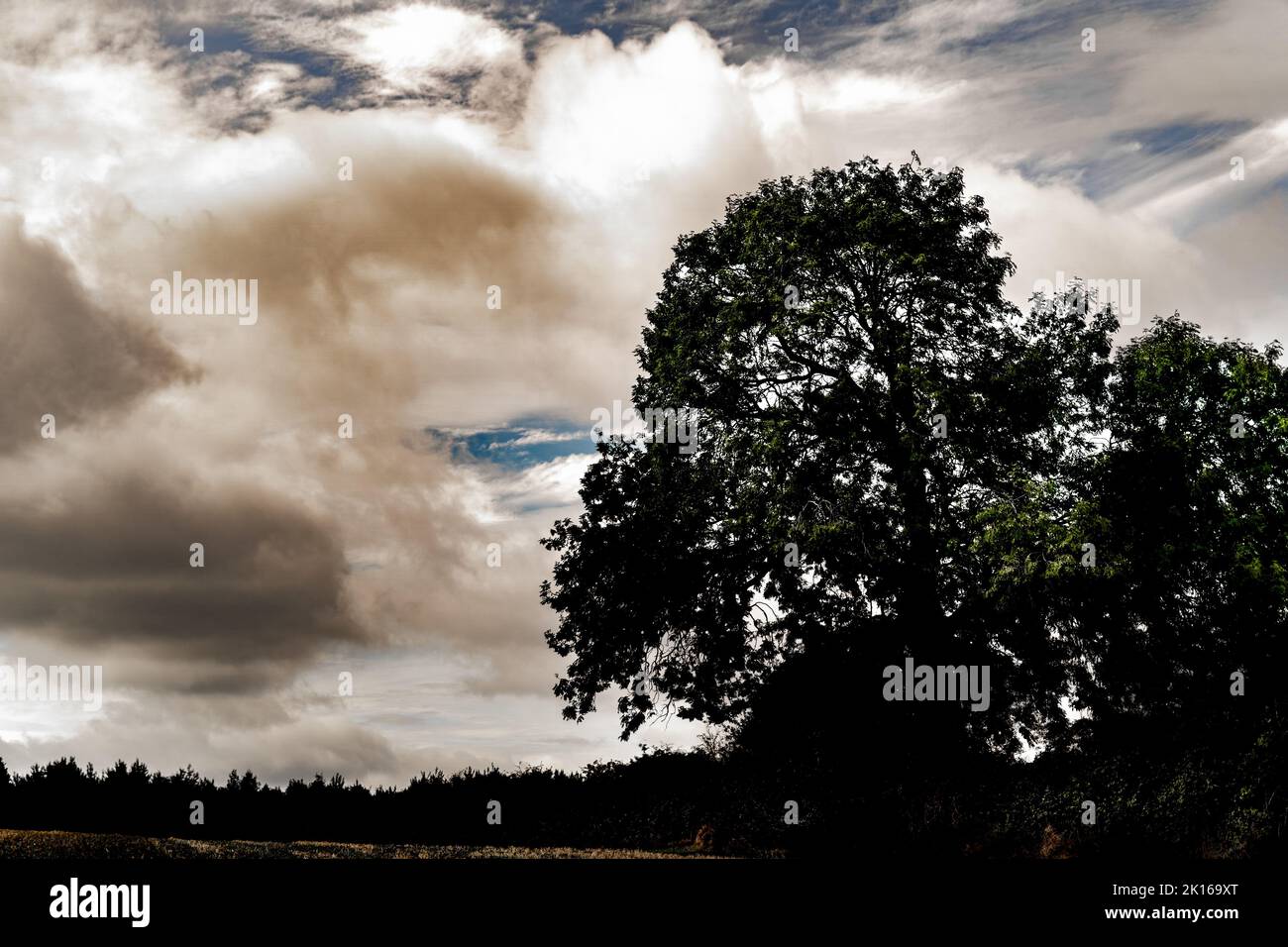 Albero astratto contro un cielo nuvoloso Foto Stock