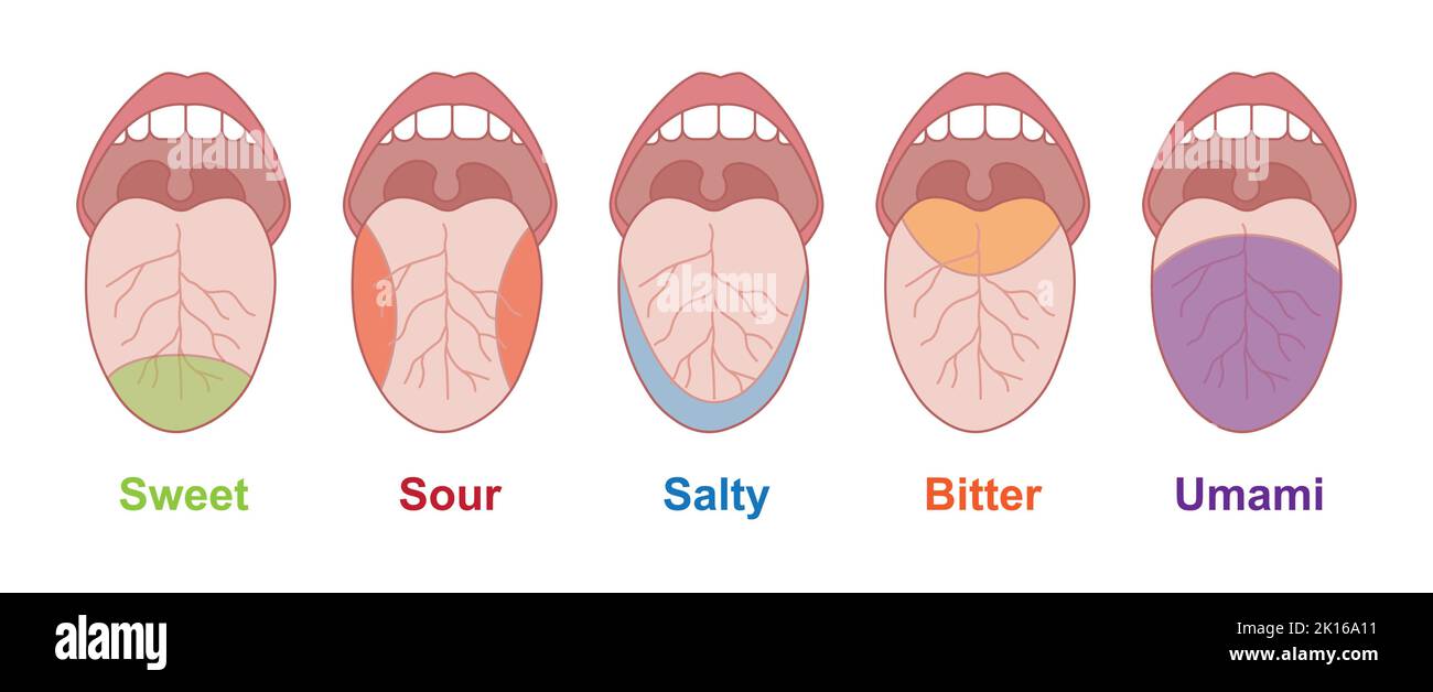 Progettazione scientifica delle aree del gusto della lingua umana. Dolce, acido, salato e amaro. Simboli colorati. Illustrazione vettoriale. Illustrazione Vettoriale