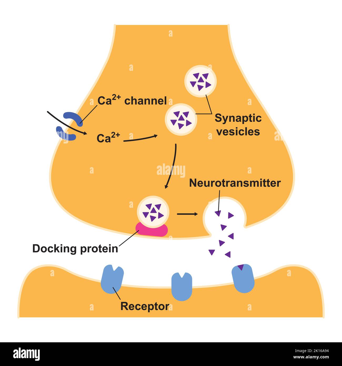 Progettazione scientifica della struttura Synapse. La trasmissione sinaptica. Isolato su sfondo nero. Illustrazione vettoriale. Illustrazione Vettoriale