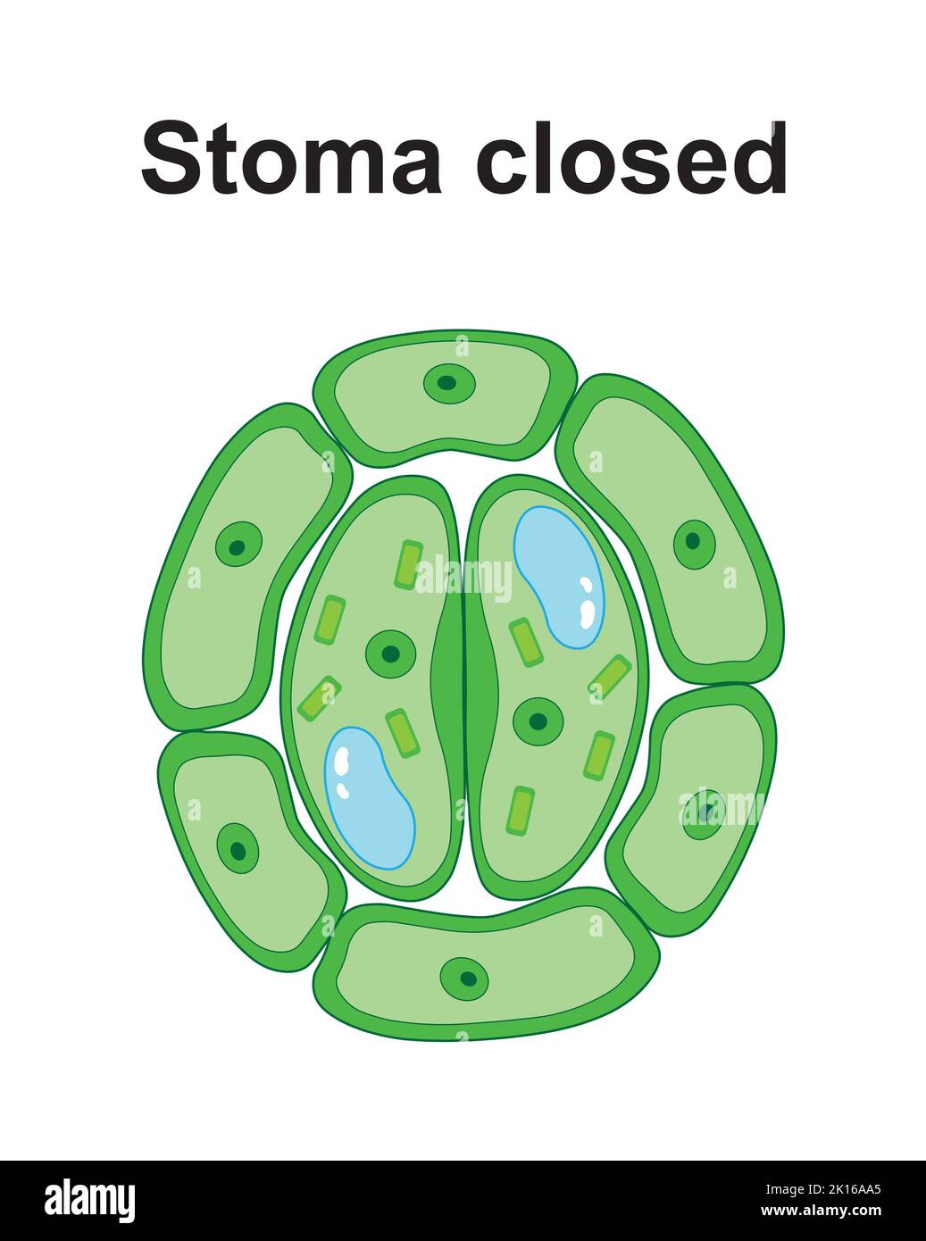 Progettazione scientifica di stoma chiuso. Simboli colorati. Illustrazione vettoriale. Illustrazione Vettoriale