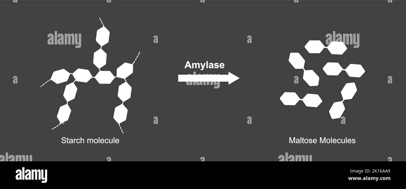 Progettazione scientifica di digestione dell'amido. Effetto dell'enzima amilasi sulla molecola di amido. Maltosio formazione di zucchero. Illustrazione vettoriale. Illustrazione Vettoriale