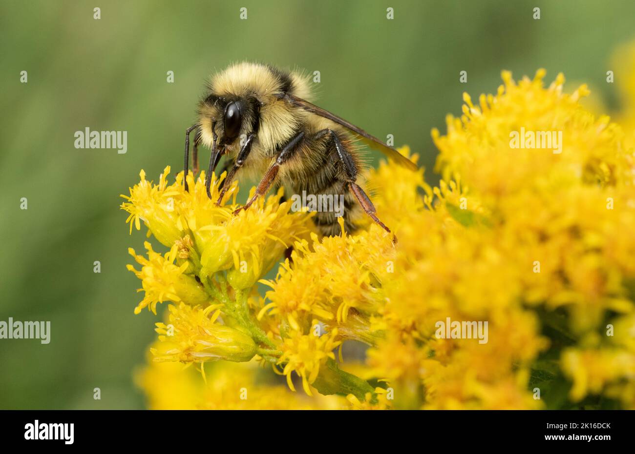 Bumble Bee biforme (Bombus bifarius) Foraging maschio in fiori di goldenrod (Solidago), Mt. Hood, Oregon, Stati Uniti Foto Stock