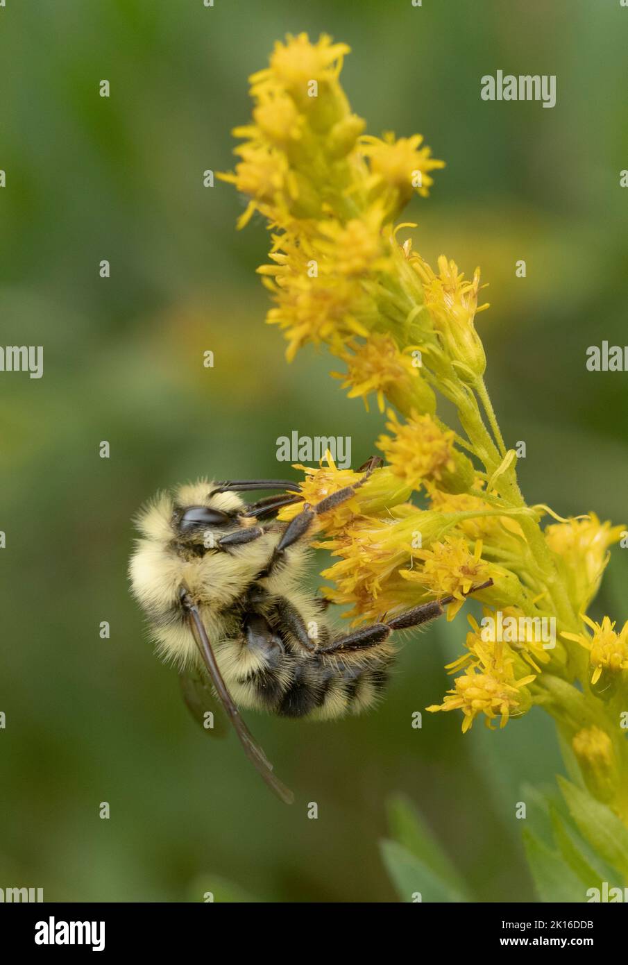 Bumble Bee biforme (Bombus bifarius) Foraging maschio in fiori di goldenrod (Solidago), Mt. Hood, Oregon, Stati Uniti Foto Stock