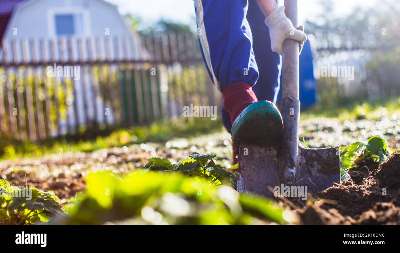 Il contadino scava il terreno nell'orto. Preparando il suolo per piantare vegetali. Concetto di giardinaggio. Lavoro agricolo sulla piantagione Foto Stock