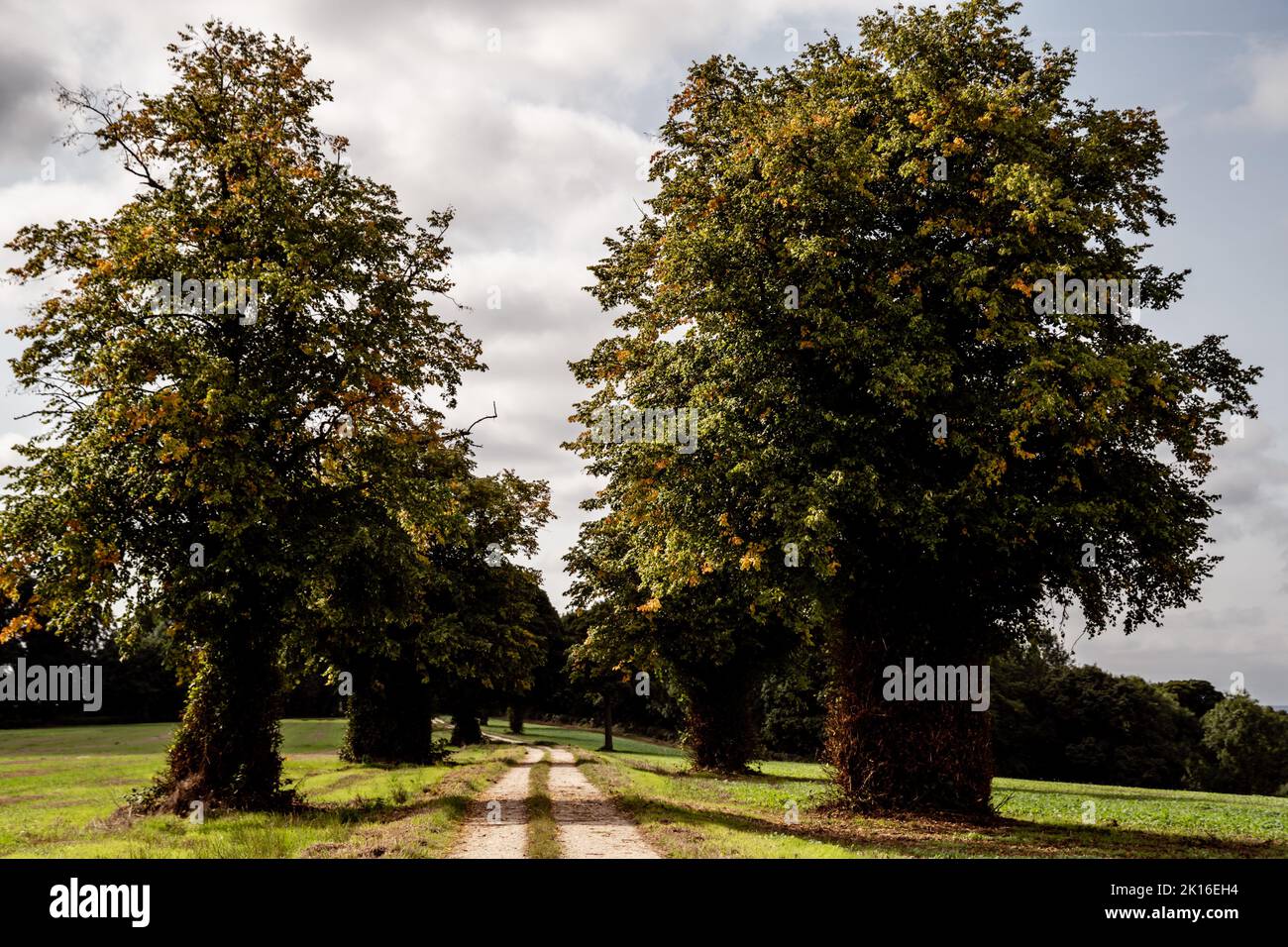 Strada che conduce attraverso una fila di alberi Foto Stock