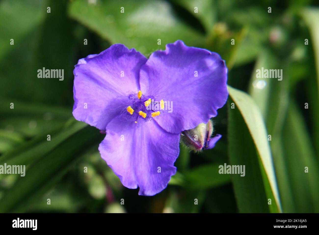 Brillante viola Virginia spiderwort (Tradescantia virginiana) fiore primo piano Foto Stock