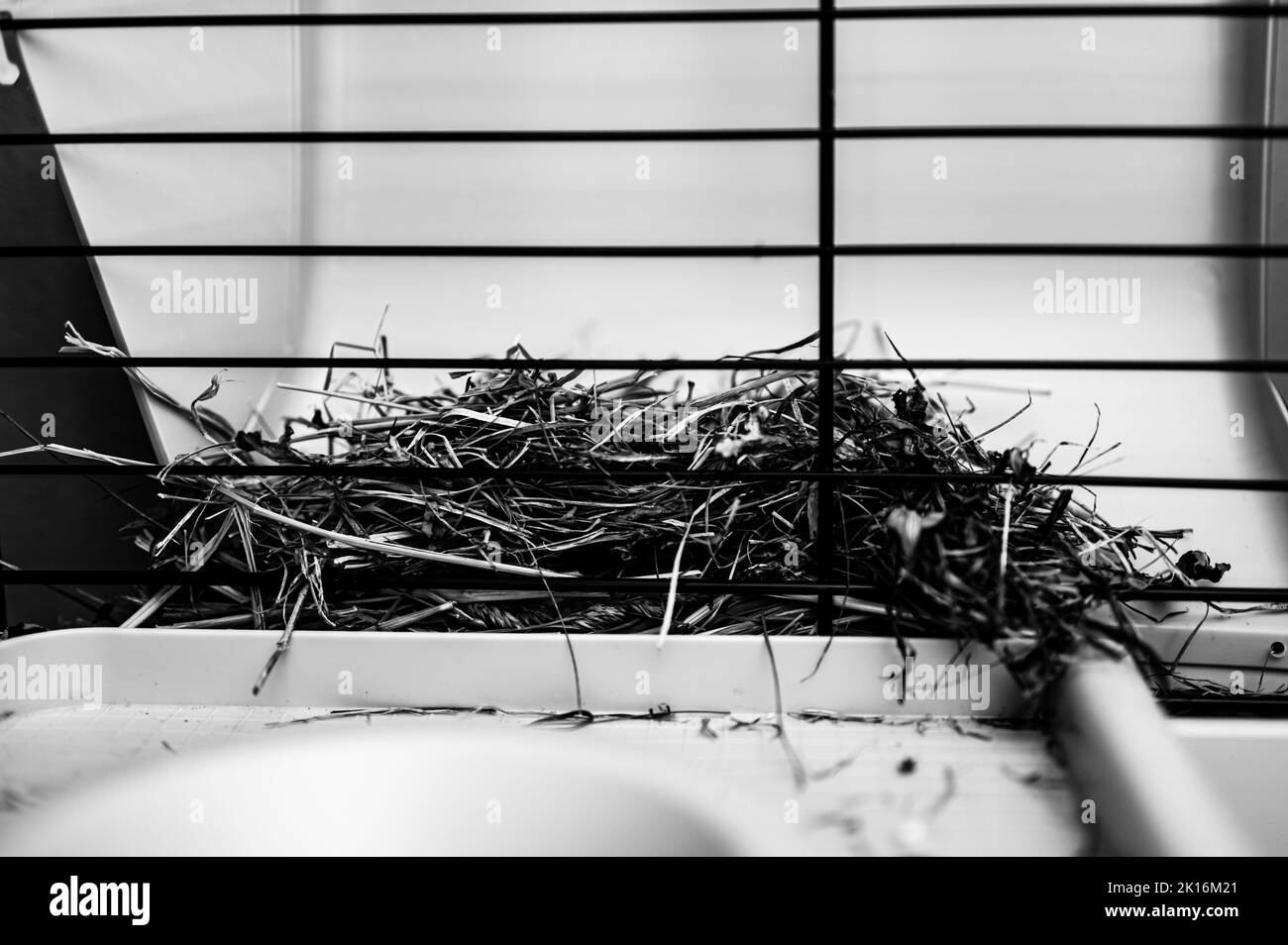 Rastrelliera di fieno all'interno di una gabbia di porcellini d'India. Foto Stock