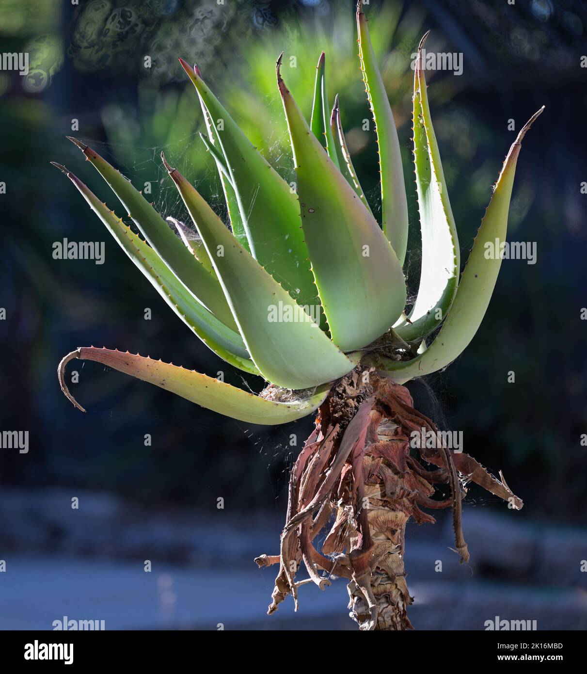 Un bel cactus vecchio (Cactaceae) come pianta ornamentale, Silicon Valley CA Foto Stock