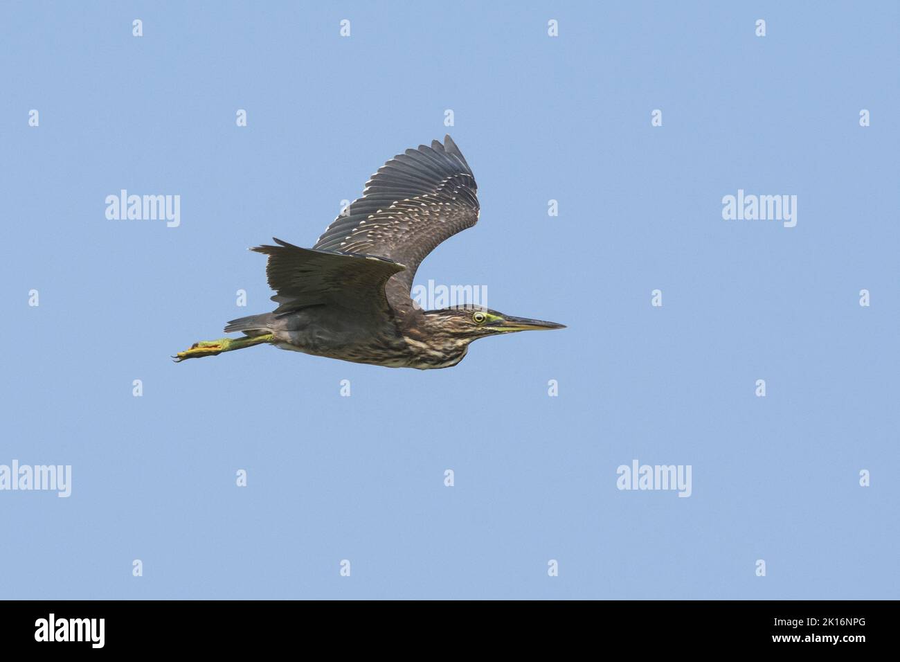 Heron striato (Butorides striata) a Kutch, Gujarat, India Foto Stock