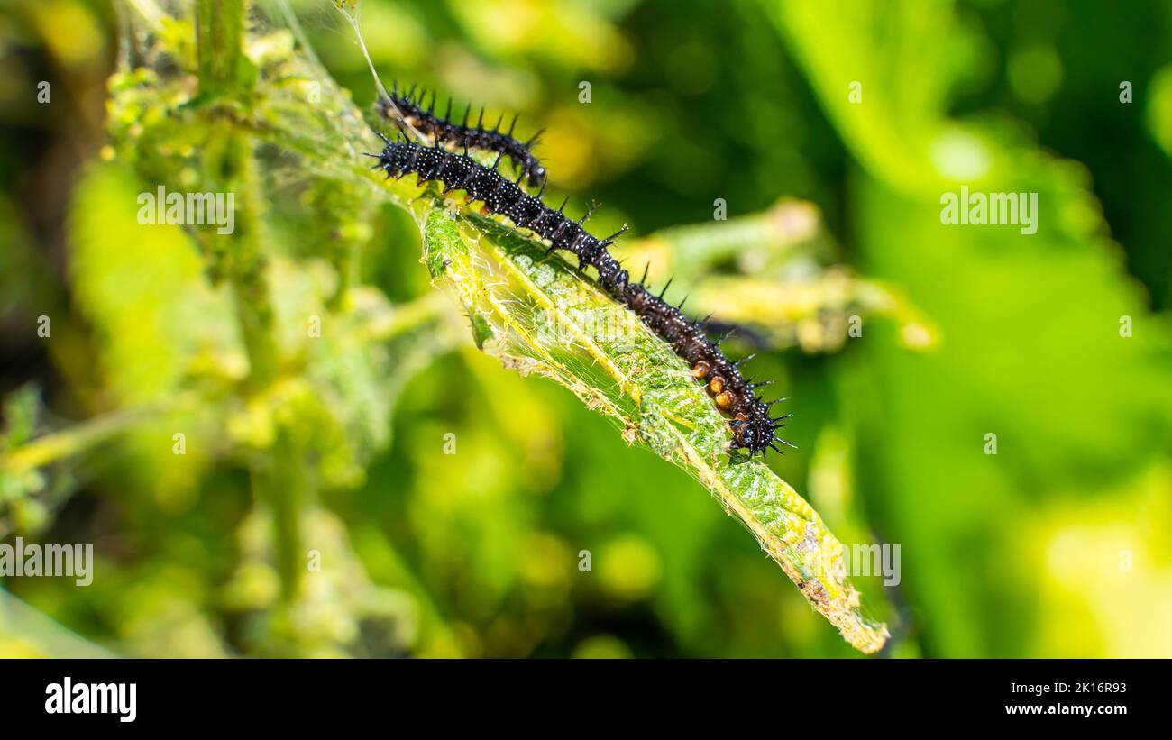 Molti cerchietti neri della farfalla di pavone sulle ortiche da vicino, sfondo sfocato. Un bruco nero con punte e punti bianchi mangia l Foto Stock