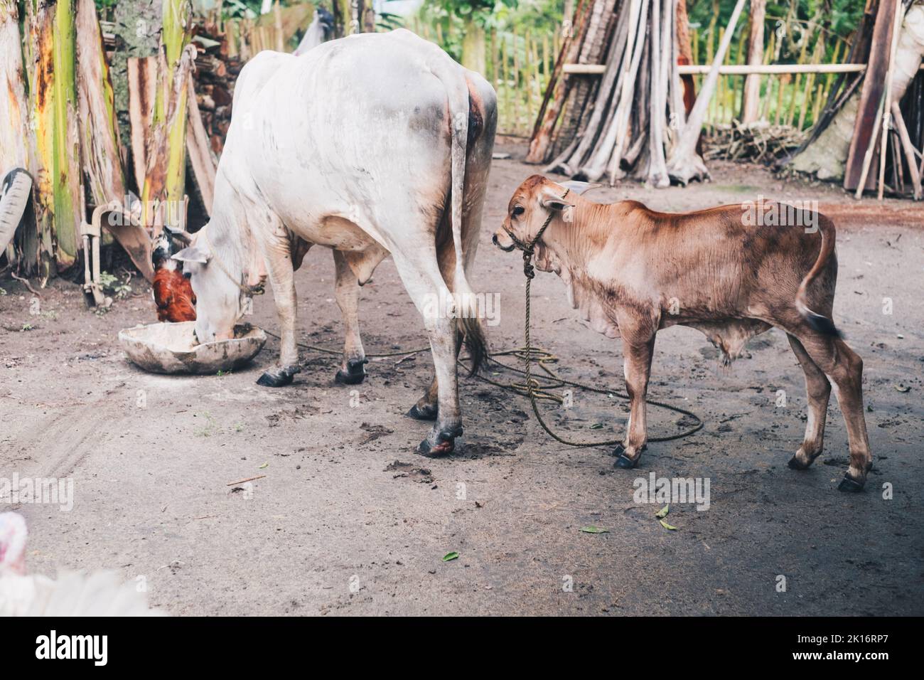Mucca madre di colore bianco (diga) che mangia alimento liquido di energia o concentrato o razione quotidiani in grande bacinella con la sua prole di colore marrone (vitello) dietro. Foto Stock
