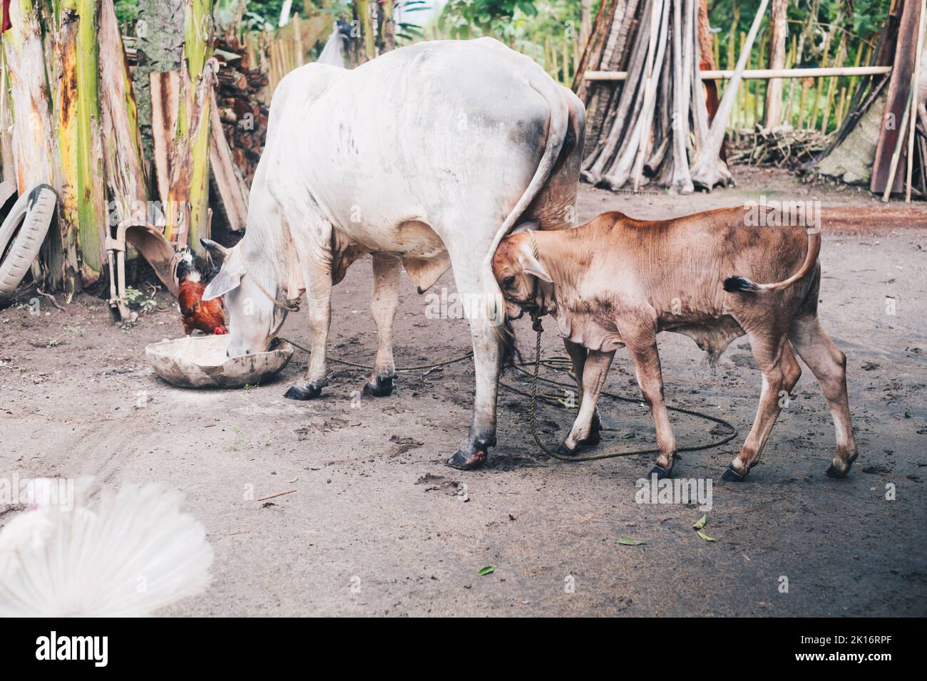 Mucca madre di colore bianco (diga) che mangia alimento liquido di energia o concentrato o razione quotidiani in grande bacinella con la sua prole di colore marrone (vitello) dietro. Foto Stock