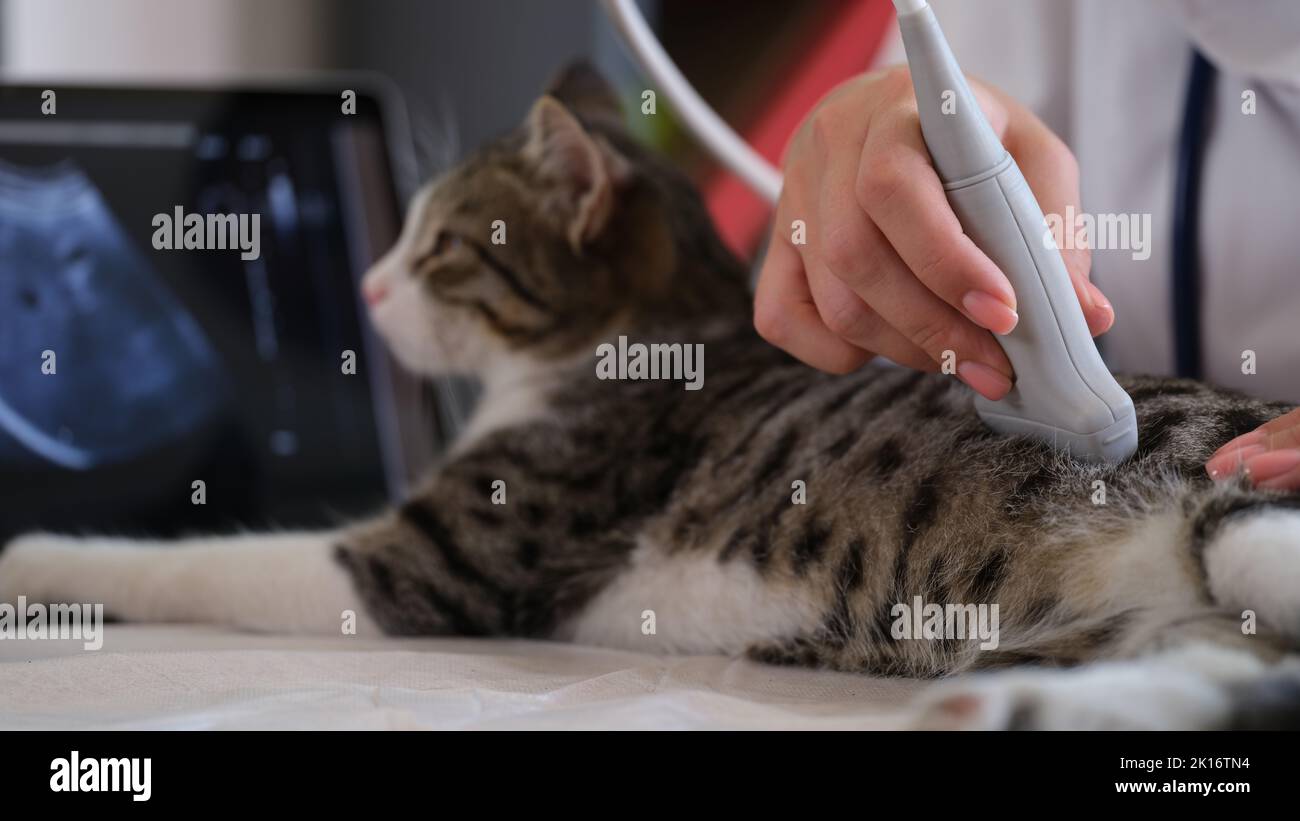 Veterinario manuale conduce un esame ecografico di gatto Foto Stock