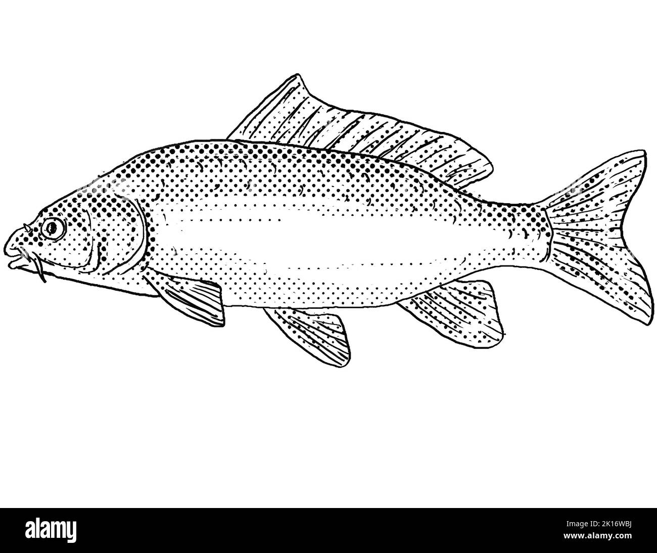 Disegno a linee in stile cartoon di una carpa eurasiatica o europea, Cyprinus carpio, o carpa comune di pesce di acqua dolce endemico per il Nord America con punto a mezzitoni Foto Stock