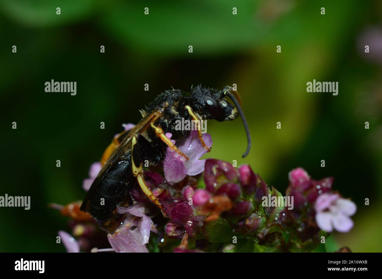 Una vespa bagnata sull'origano in fiore Foto Stock
