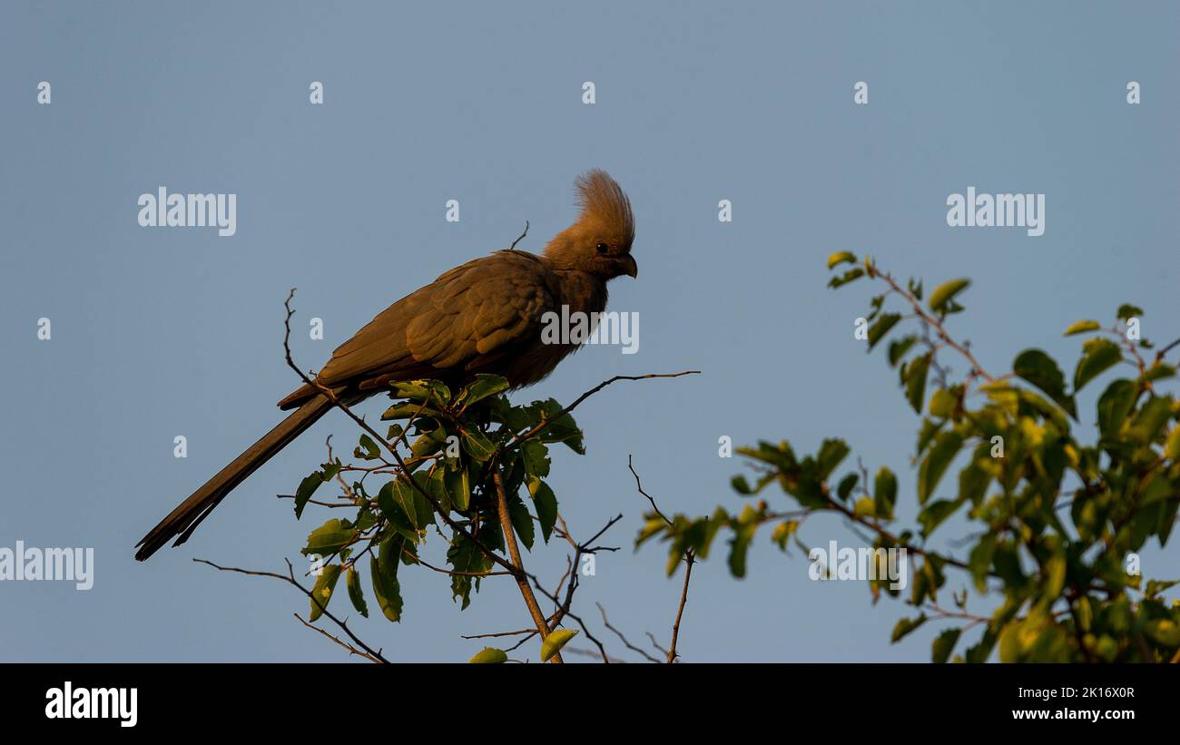 Grey Go-away Bird (Corythaixoides concolor) Pilanesberg Riserva Naturale, Sud Africa Foto Stock