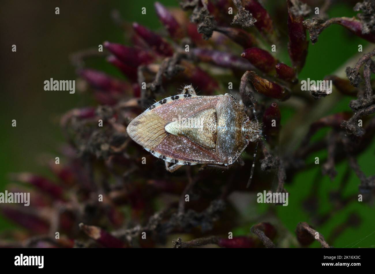 Adulto Carpocoris purpurpureipennis, bug scudo Foto Stock