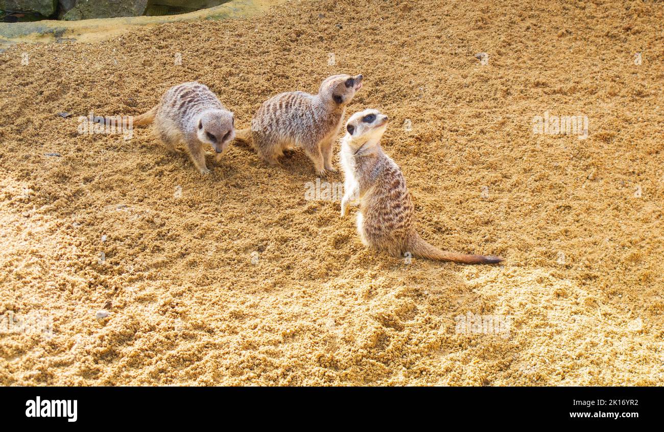 famiglia meerkat sulla sabbia Foto Stock