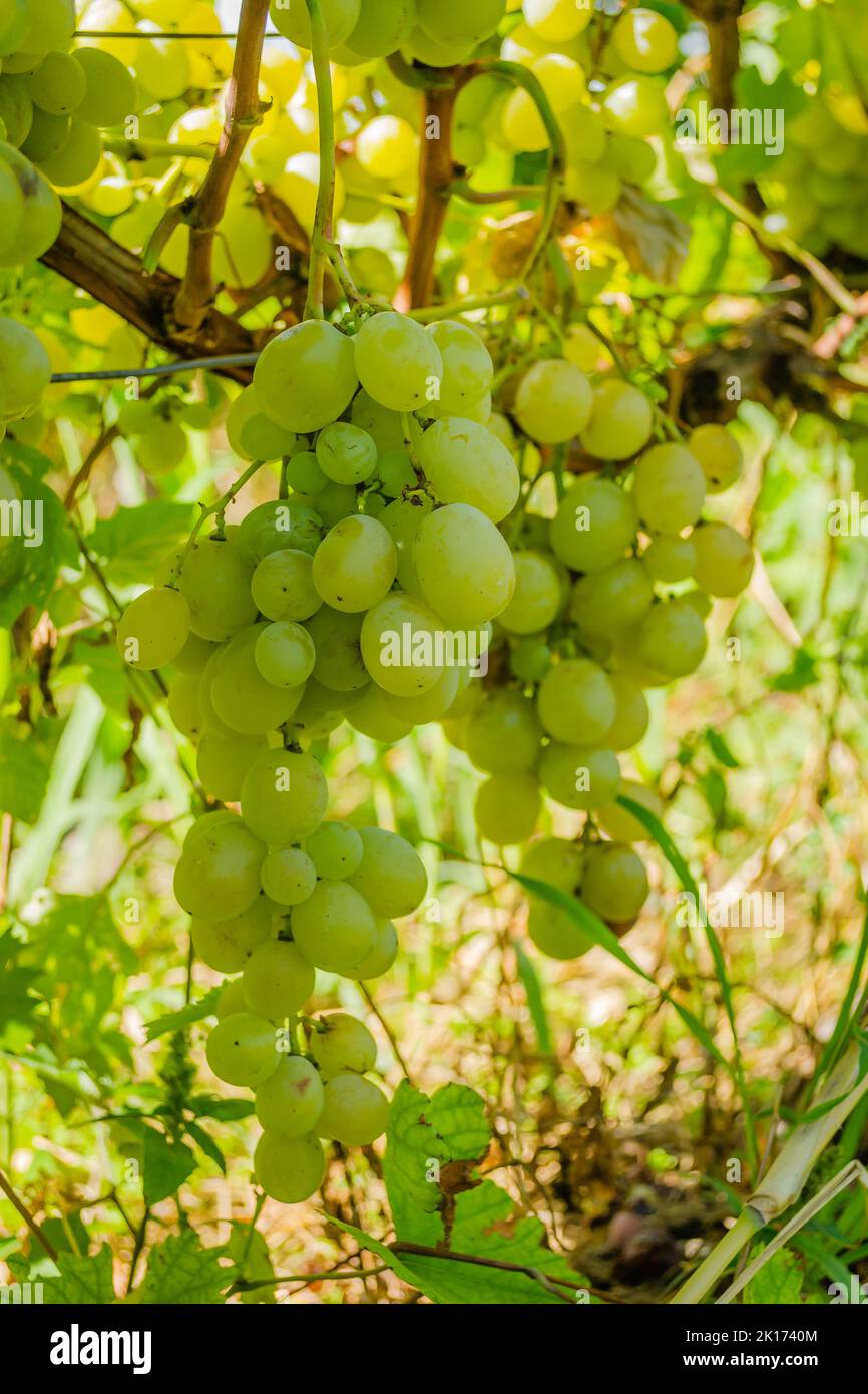 Grappoli di viti, varietà, Moscato Italia. Grappoli sul vitigno della tavola bianca varietà Moscato Italia. Foto Stock