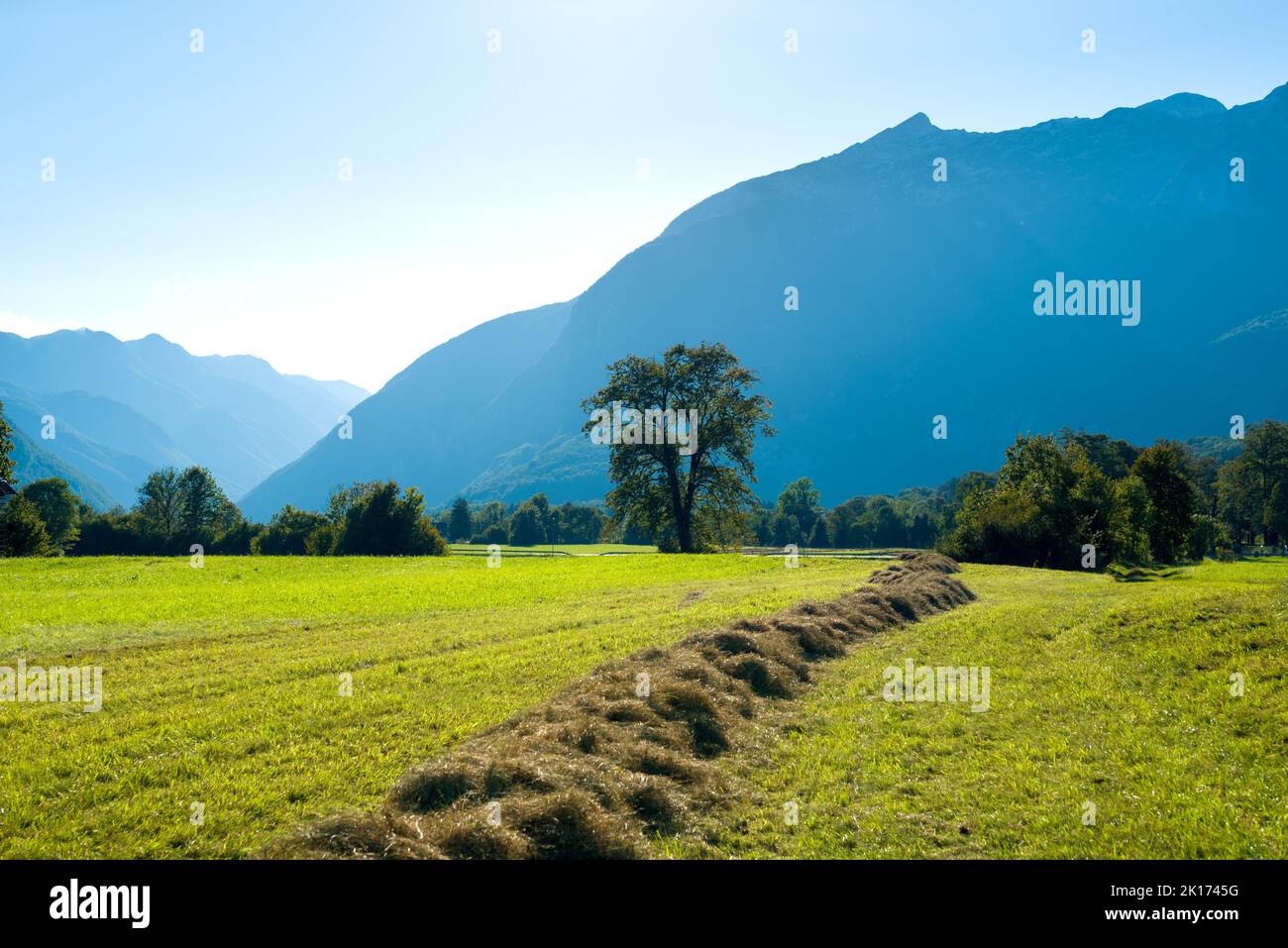 Il fieno si trova sul prato alpino falciato Foto Stock