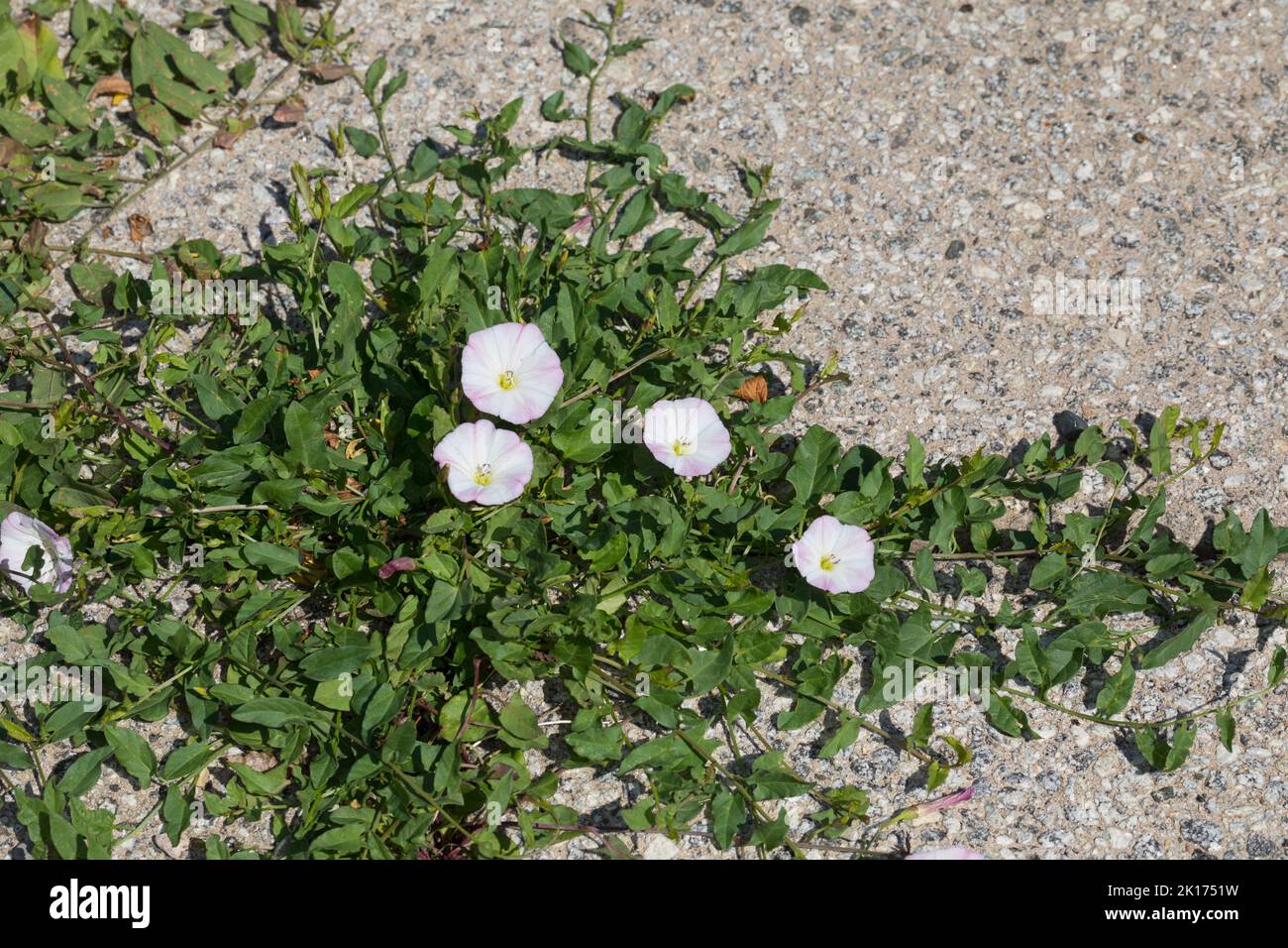 Acker-Wende, Ackerwinde, Convolvulus arvensis, Field Bindweed, le Liseron des champs Foto Stock