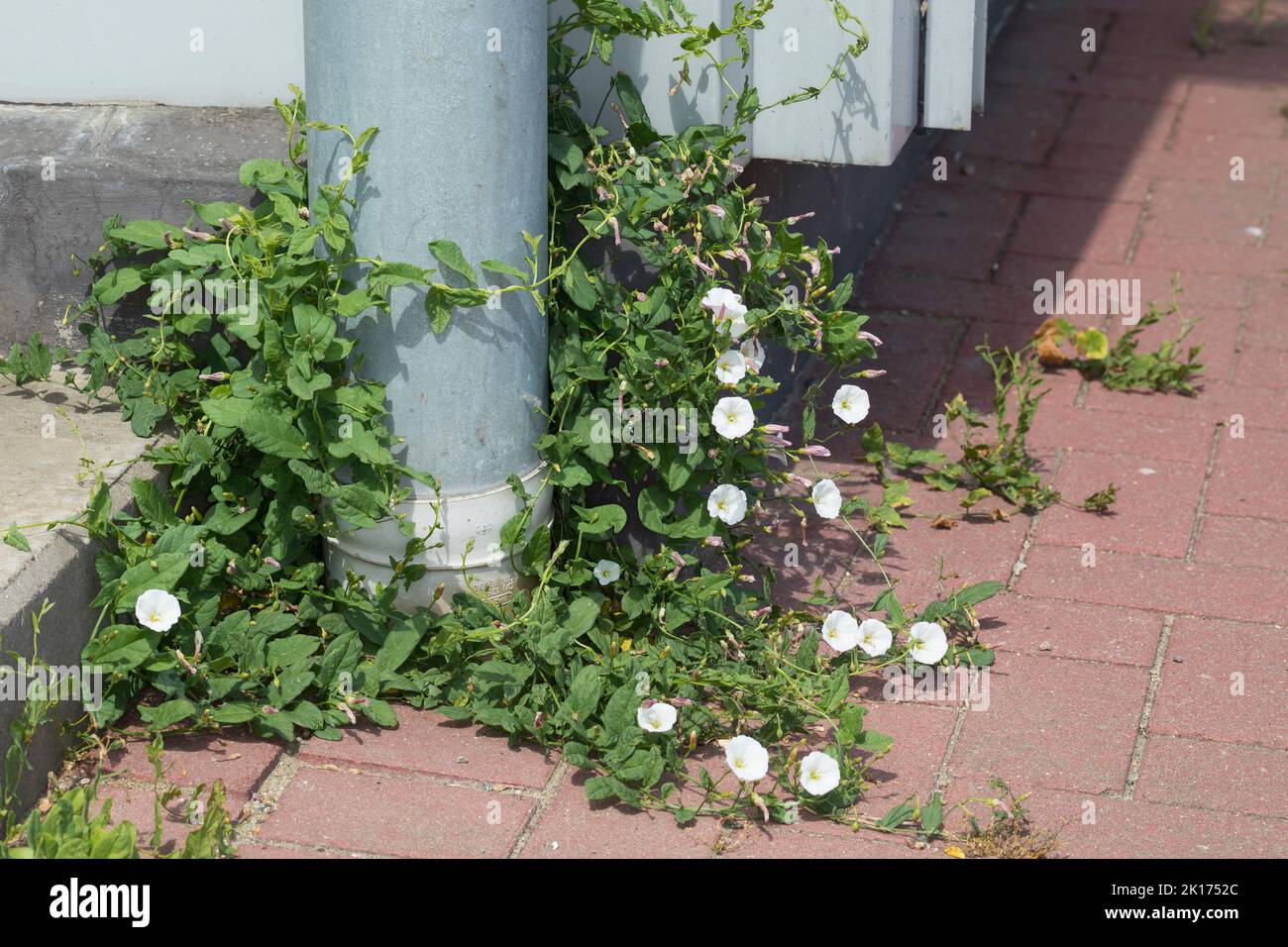 Acker-Wende, Ackerwinde, Convolvulus arvensis, Field Bindweed, le Liseron des champs Foto Stock