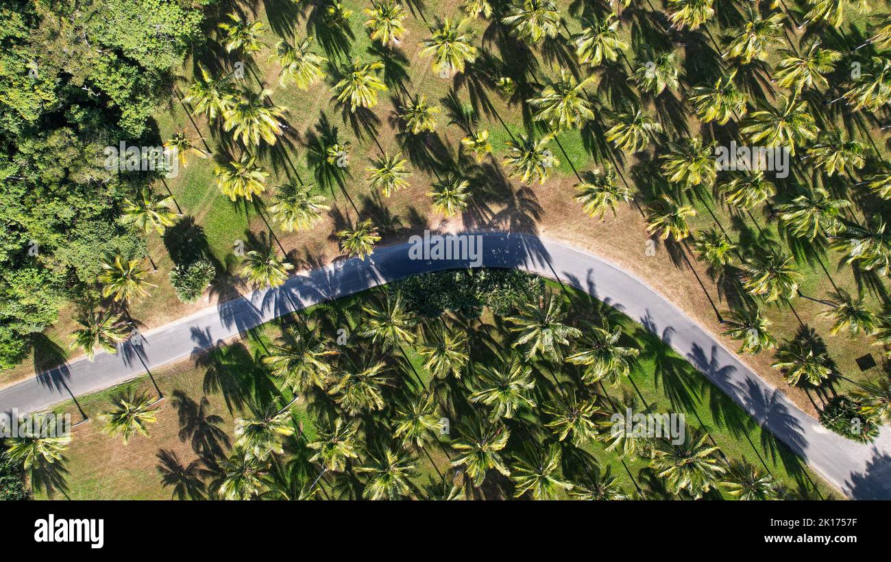 Vista del lussureggiante campo di palme di Palm Cove con una strada tortuosa che conduce attraverso il centro di Queensland, Australia Foto Stock
