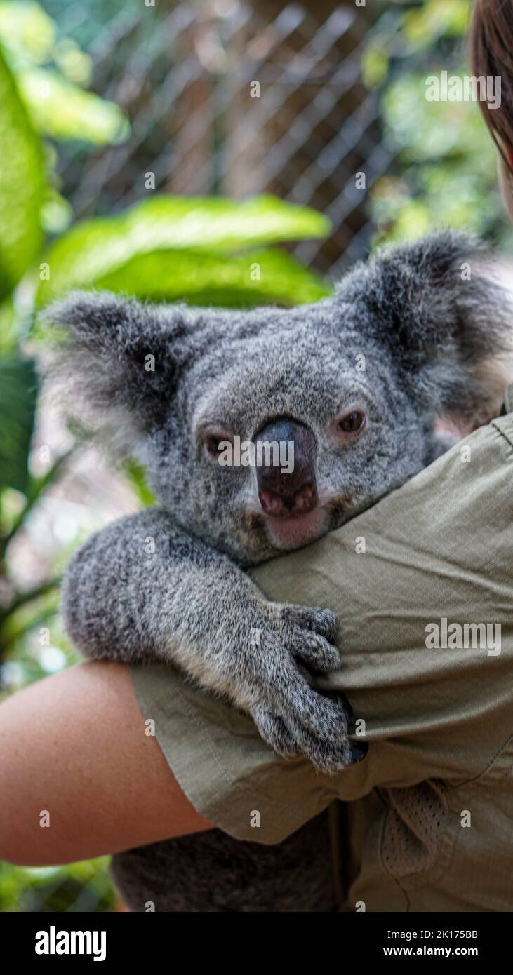 Ranger che tiene adorabile orso grigio koala a Magnetic Island, Australia. Foto Stock