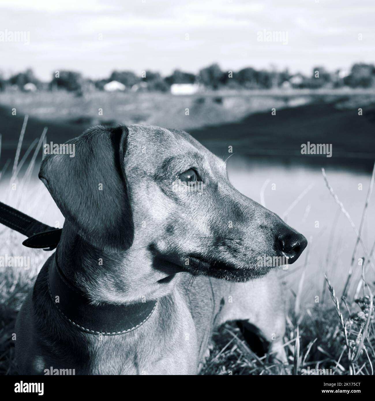Ritratto in bianco e nero di un cane da caccia. Testa di dachshund dai capelli lisci primo piano Foto Stock