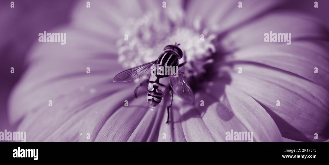 Mosca Syrphid (Hoverfly) della specie Helophilius pendulus che si forma al centro di una testa di fiore, Foto Stock