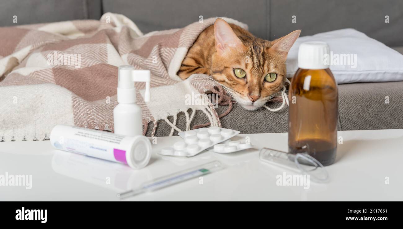 Un gatto malato giace sul divano, avvolto in una coperta. Gatto bengala con sintomi influenzali o freddi in trattamento a casa. Concetto di raffreddore e influenza invernale. Foto Stock