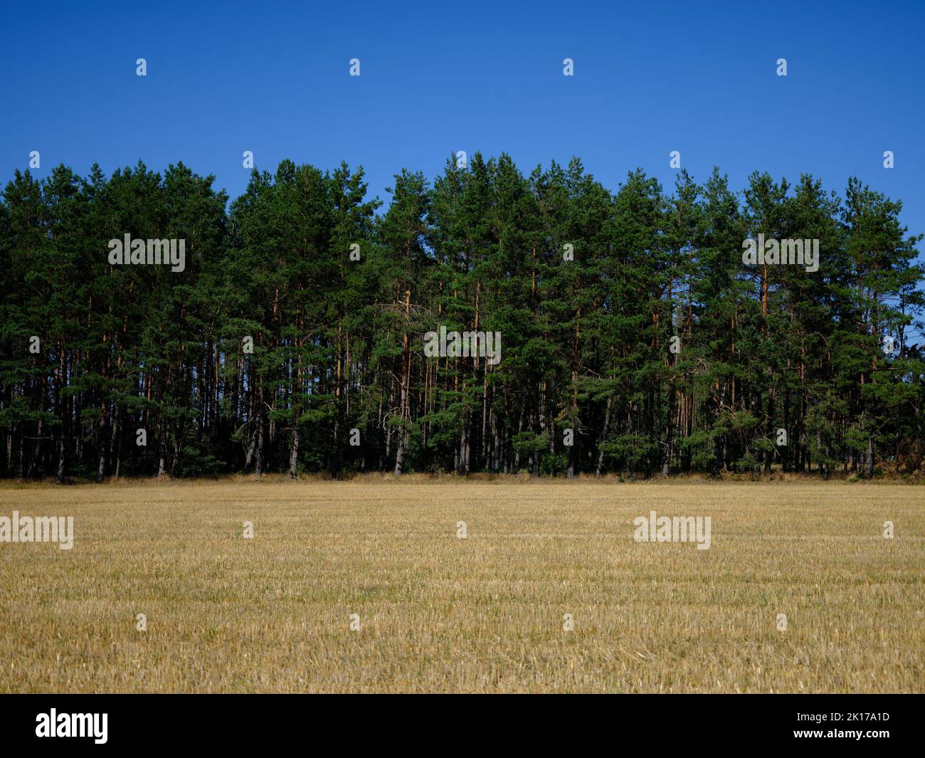 Campo spostato fieno raccolta giallo, cielo blu, e verde foresta. Foto Stock