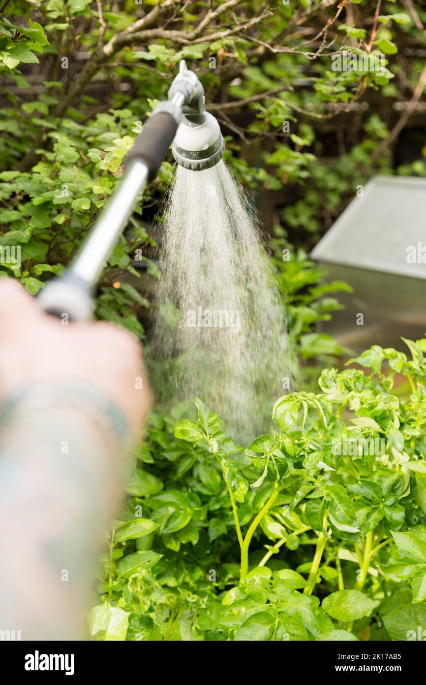 Persona che innaffia i fiori in giardino Foto Stock