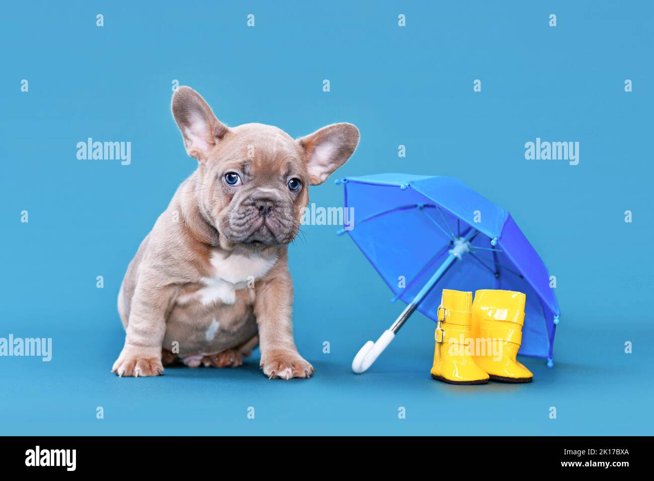 Cucciolo di cane Bulldog francese fawn blu accanto a stivali di gomma da pioggia e ombrello su sfondo blu Foto Stock